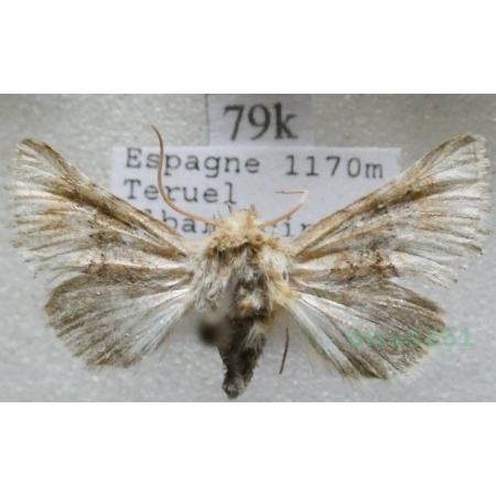 Omphalophana serrata (Treitschke, 1835) Spain79k